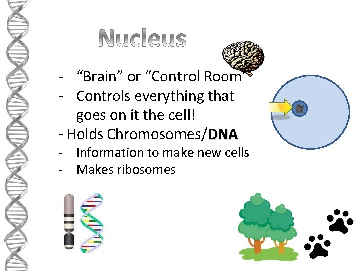 - “Brain” or “Control Room” - Controls everything that goes on it the cell!