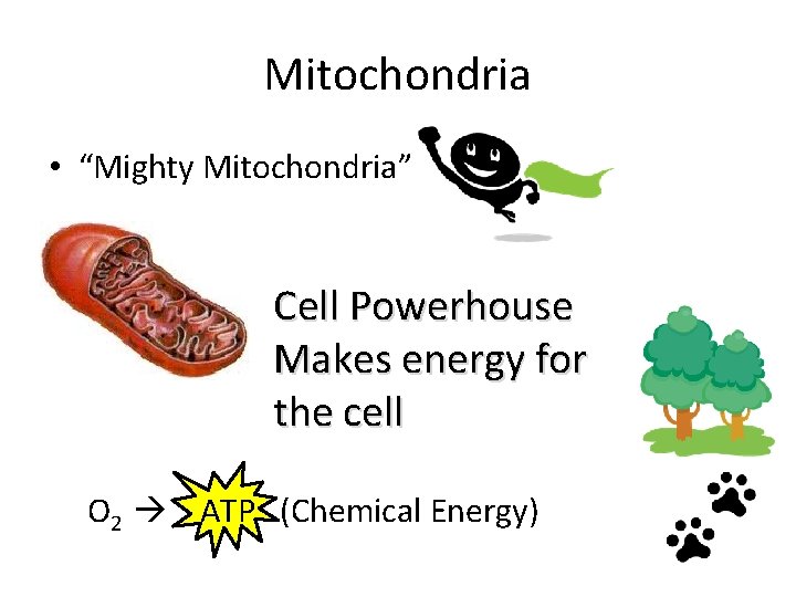 Mitochondria • “Mighty Mitochondria” Cell Powerhouse Makes energy for the cell O 2 ATP