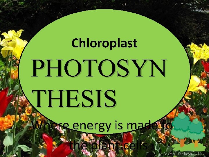 Chloroplast PHOTOSYN THESIS Where energy is made for the plant cells 