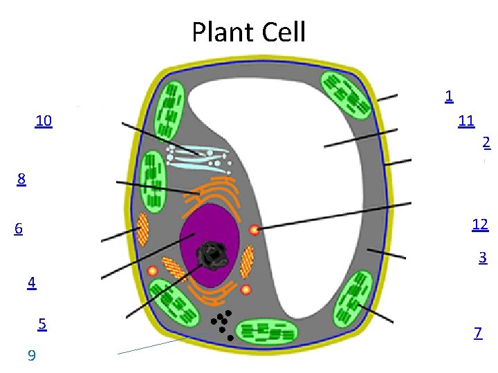 Plant Cell 1 10 11 2 8 12 6 3 4 5 9 Ribosomes