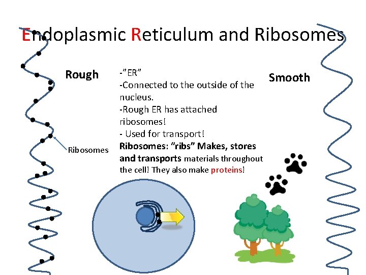 Endoplasmic Reticulum and Ribosomes Rough Ribosomes -”ER” -Connected to the outside of the nucleus.