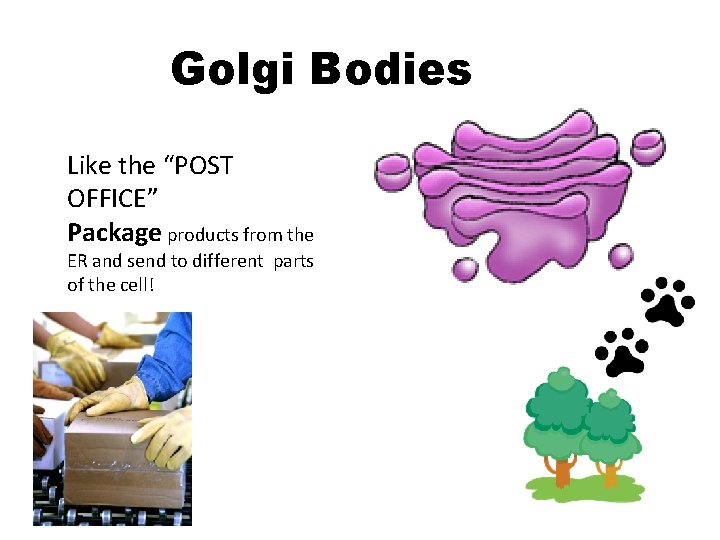 Golgi Bodies Like the “POST OFFICE” Package products from the ER and send to