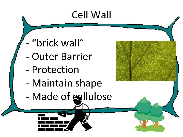 Cell Wall - “brick wall” - Outer Barrier - Protection - Maintain shape -