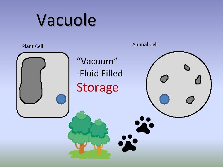 Vacuole Animal Cell Plant Cell “Vacuum” -Fluid Filled Storage 