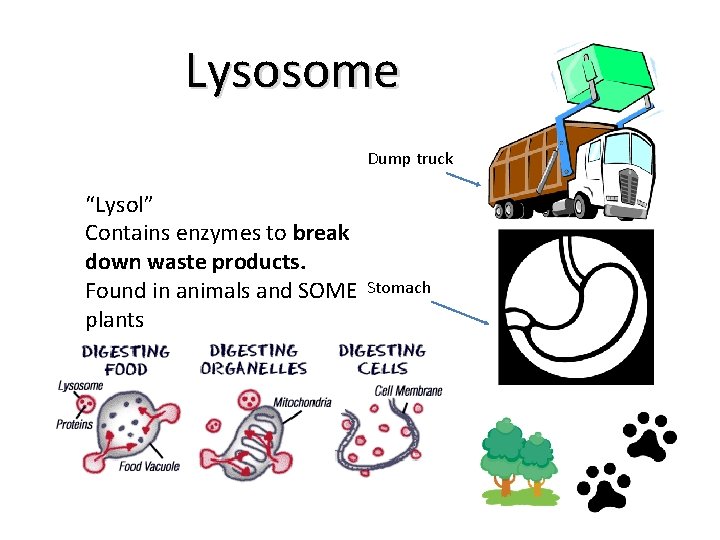 Lysosome Dump truck “Lysol” Contains enzymes to break down waste products. Found in animals