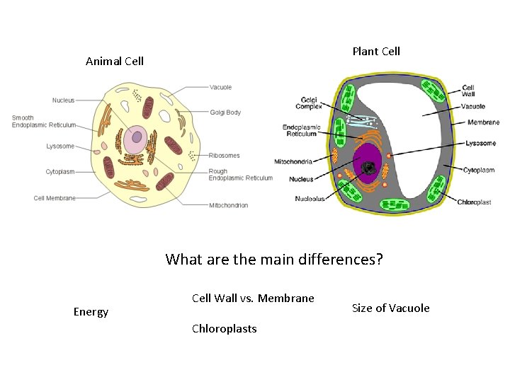 Plant Cell Animal Cell What are the main differences? Energy Cell Wall vs. Membrane