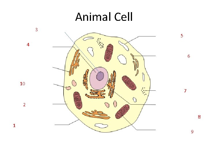 Animal Cell 3 Nucleolus 5 4 6 10 7 2 8 1 9 