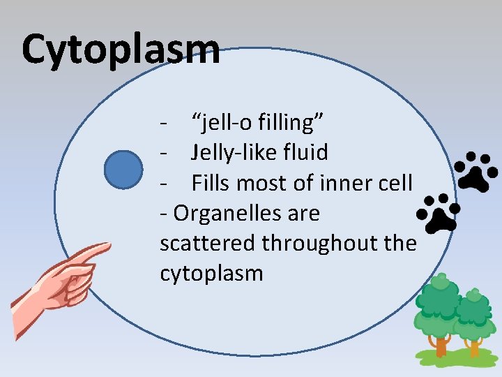 Cytoplasm - “jell-o filling” - Jelly-like fluid - Fills most of inner cell -