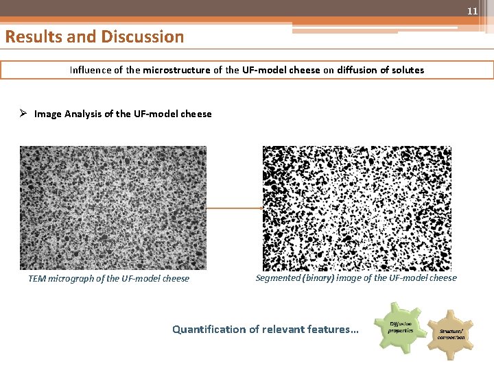 11 Results and Discussion Influence of the microstructure of the UF-model cheese on diffusion
