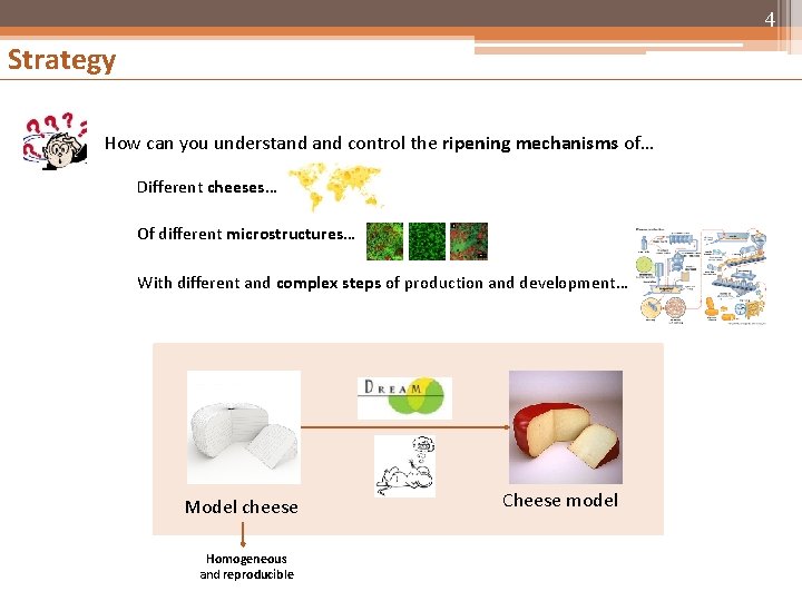 4 Strategy How can you understand control the ripening mechanisms of… Different cheeses… Of