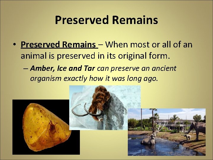 Preserved Remains • Preserved Remains – When most or all of an animal is