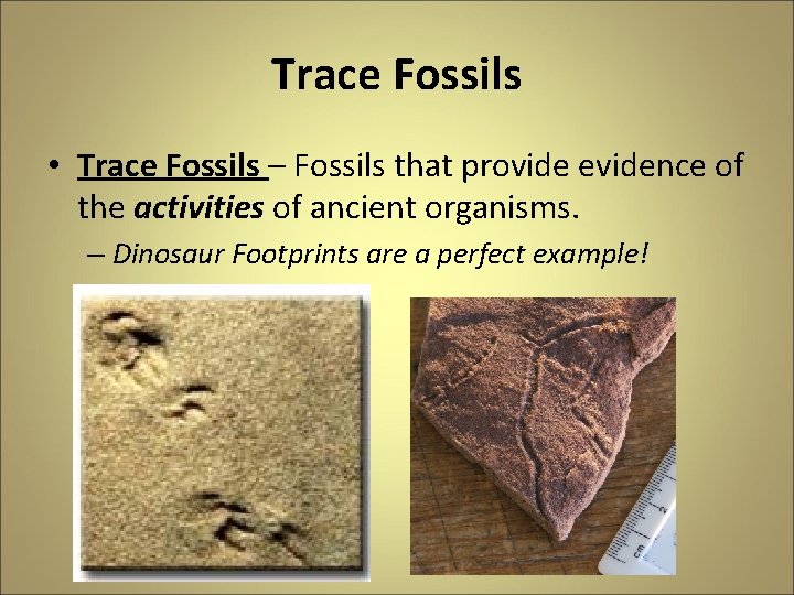 Trace Fossils • Trace Fossils – Fossils that provide evidence of the activities of