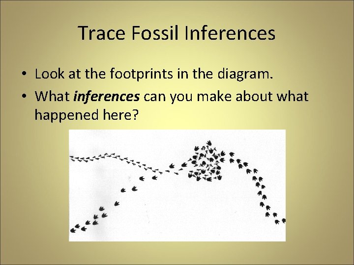 Trace Fossil Inferences • Look at the footprints in the diagram. • What inferences