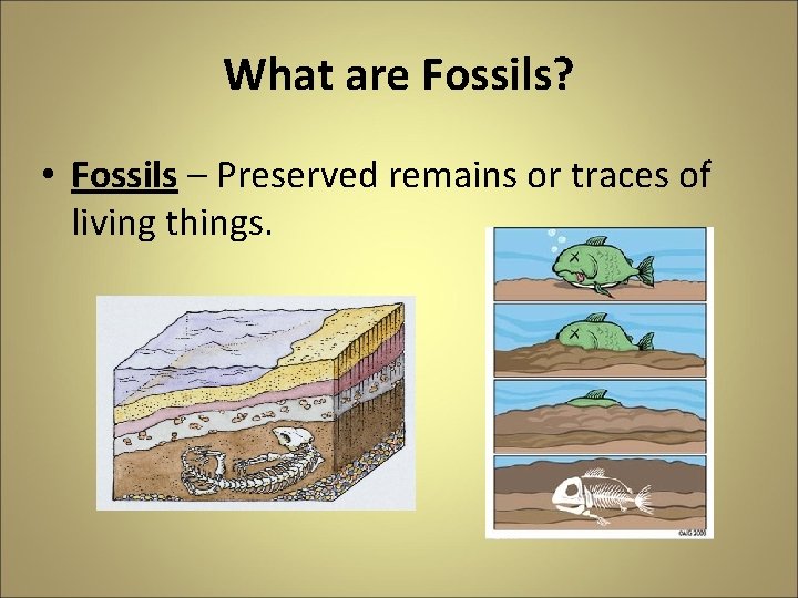 What are Fossils? • Fossils – Preserved remains or traces of living things. 