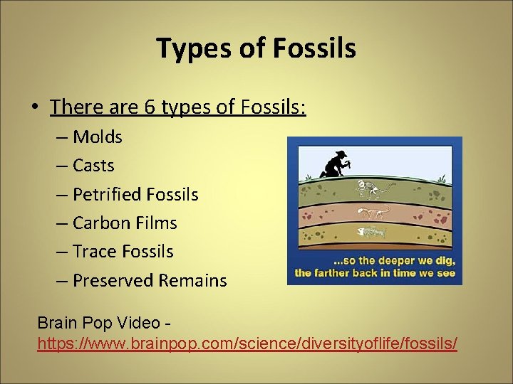 Types of Fossils • There are 6 types of Fossils: – Molds – Casts