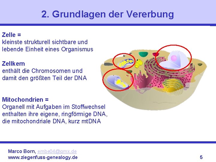 2. Grundlagen der Vererbung Zelle = kleinste strukturell sichtbare und lebende Einheit eines Organismus