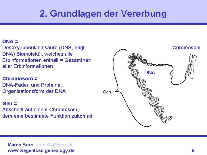 2. Grundlagen der Vererbung DNA = Desoxyribonukleinsäure (DNS, engl. DNA) Biomolekül, welches alle Erbinformationen