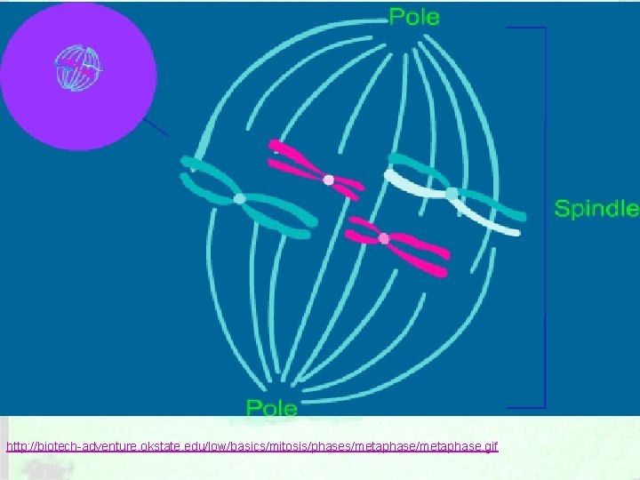 http: //biotech-adventure. okstate. edu/low/basics/mitosis/phases/metaphase. gif 