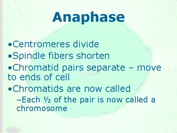 Anaphase • Centromeres divide • Spindle fibers shorten • Chromatid pairs separate – move Anaphase • Centromeres divide • Spindle fibers shorten • Chromatid pairs separate – move