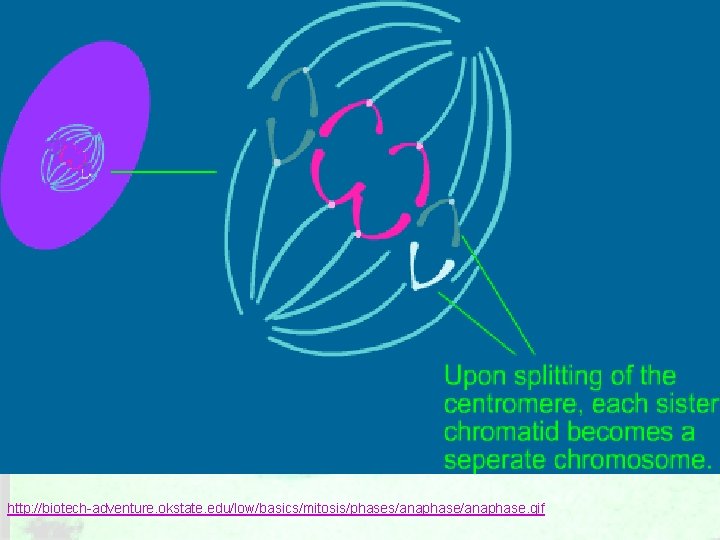 http: //biotech-adventure. okstate. edu/low/basics/mitosis/phases/anaphase. gif 