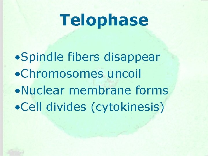 Telophase • Spindle fibers disappear • Chromosomes uncoil • Nuclear membrane forms • Cell