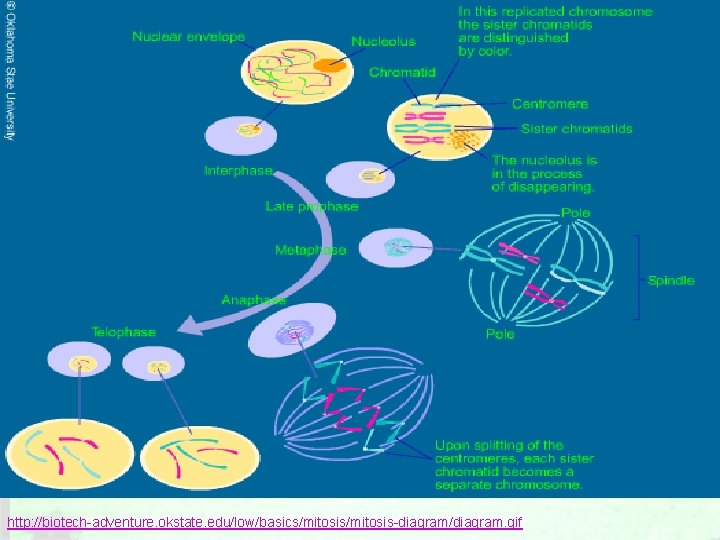 http: //biotech-adventure. okstate. edu/low/basics/mitosis-diagram/diagram. gif http: //biotech-adventure. okstate. edu/low/basics/mitosis-diagram/diagram. gif
