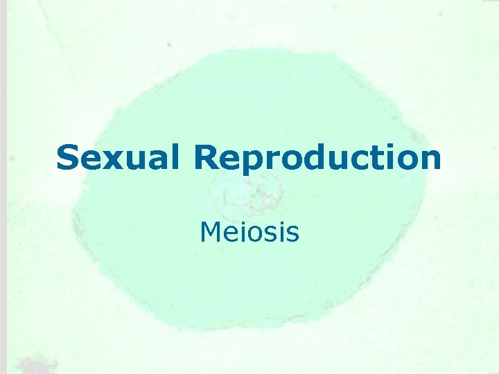 Sexual Reproduction Meiosis 