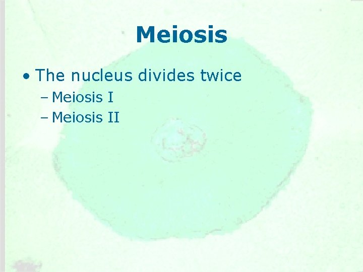 Meiosis • The nucleus divides twice – Meiosis II 
