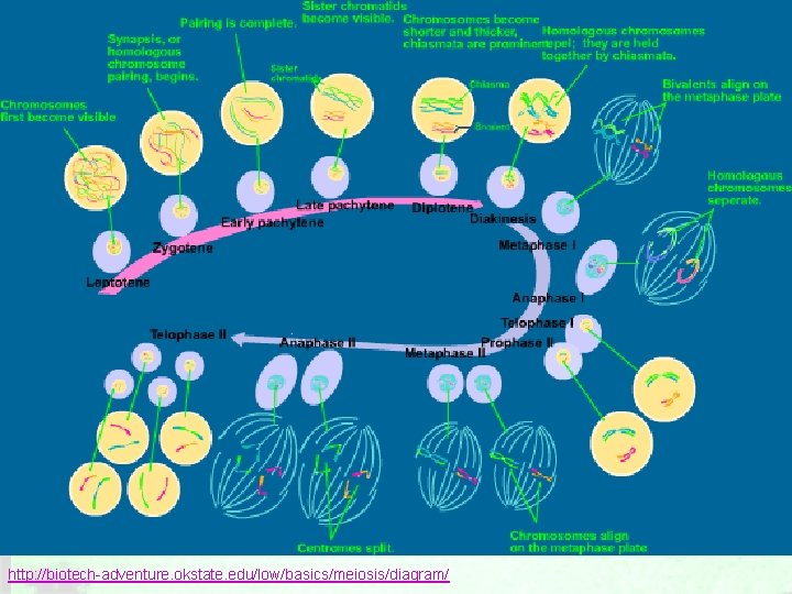 http: //biotech-adventure. okstate. edu/low/basics/meiosis/diagram/ 