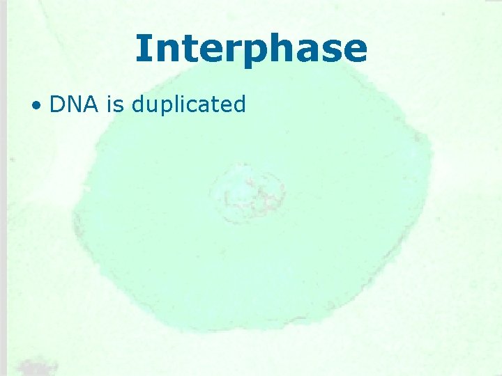 Interphase • DNA is duplicated 