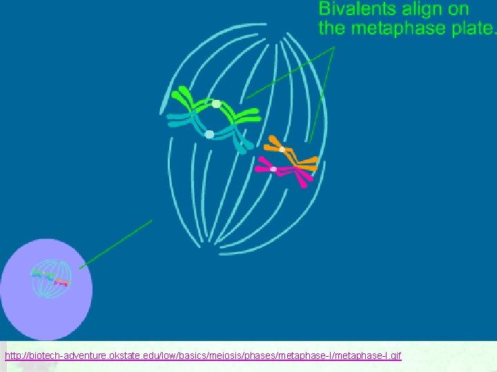 http: //biotech-adventure. okstate. edu/low/basics/meiosis/phases/metaphase-I. gif 