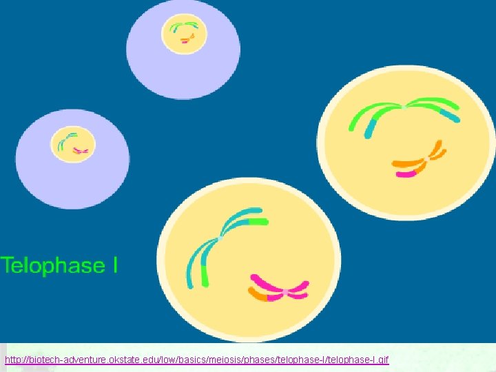 http: //biotech-adventure. okstate. edu/low/basics/meiosis/phases/telophase-I. gif 