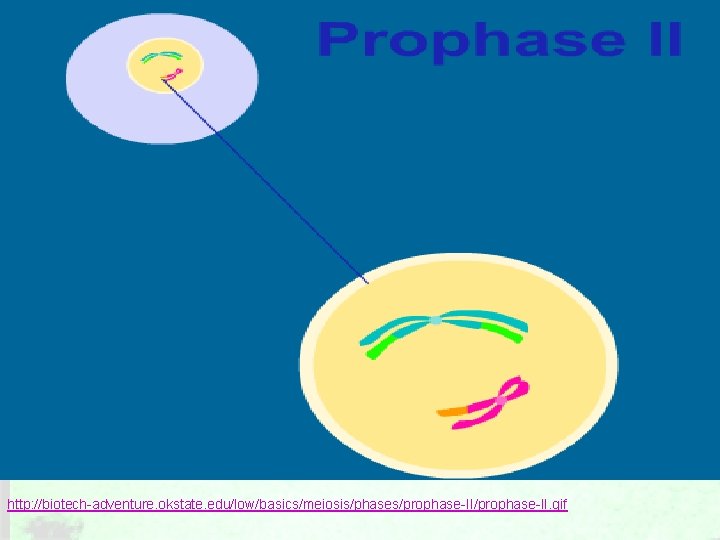 http: //biotech-adventure. okstate. edu/low/basics/meiosis/phases/prophase-II. gif 