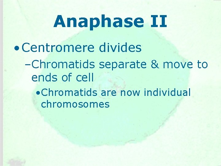 Anaphase II • Centromere divides –Chromatids separate & move to ends of cell •