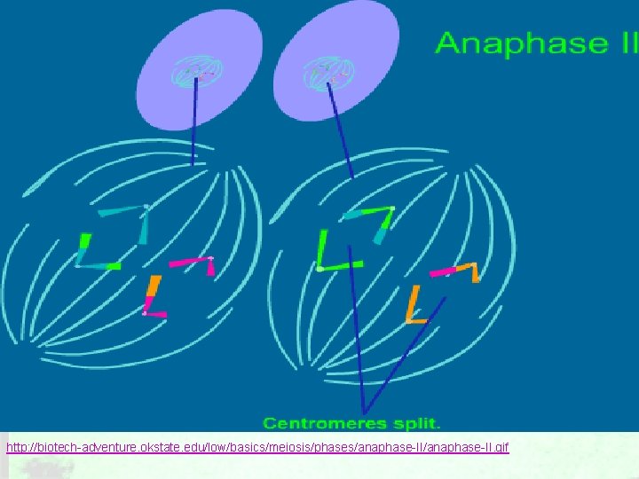 http: //biotech-adventure. okstate. edu/low/basics/meiosis/phases/anaphase-II. gif http: //biotech-adventure. okstate. edu/low/basics/meiosis/phases/anaphase-II. gif
