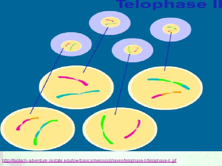 http: //biotech-adventure. okstate. edu/low/basics/meiosis/phases/telophase-II. gif 