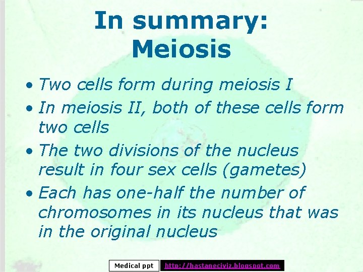 In summary: Meiosis • Two cells form during meiosis I • In meiosis II,