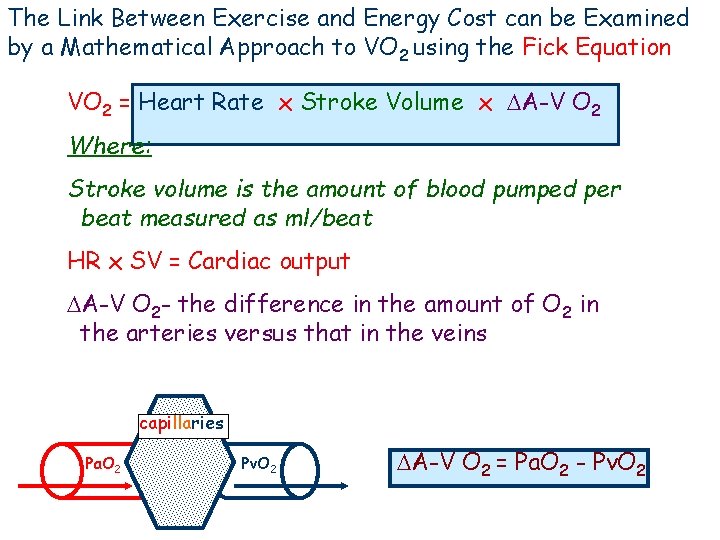 The Link Between Exercise and Energy Cost can be Examined by a Mathematical Approach