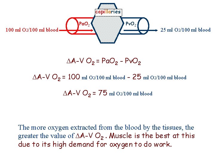 capillaries 100 ml O 2/100 ml blood Pa. O 2 Pv. O 2 25