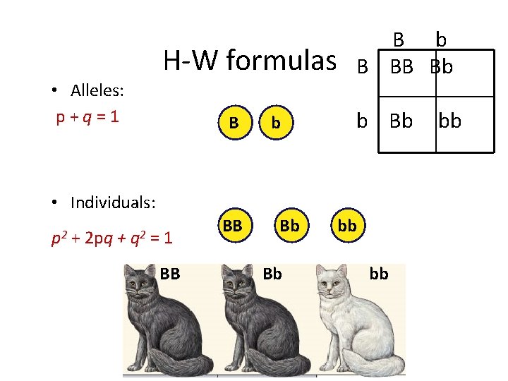 H-W formulas • Alleles: p+q=1 B b B BB Bb b Bb • Individuals: