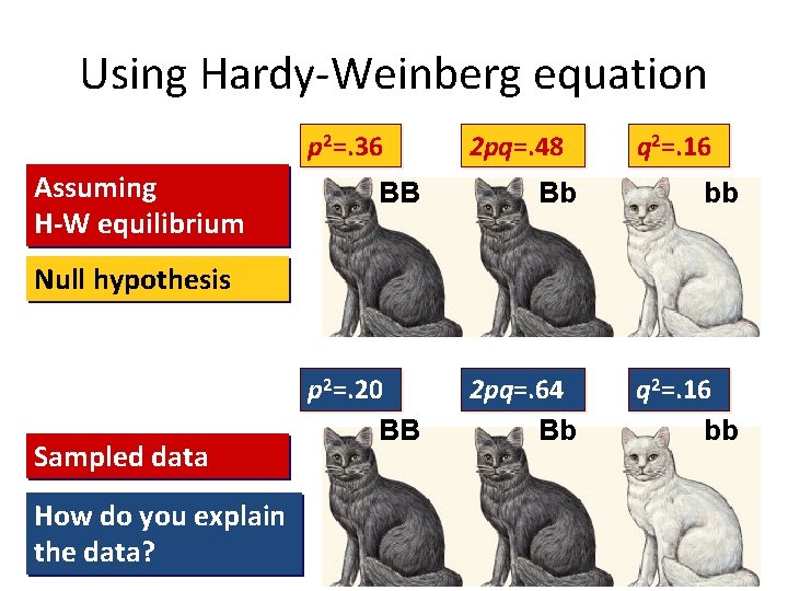 Using Hardy-Weinberg equation p 2=. 36 Assuming H-W equilibrium 2 pq=. 48 q 2=.