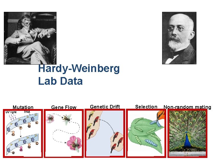 Hardy-Weinberg Lab Data Mutation 2006 -2007 Gene Flow Genetic Drift Selection Non-random mating 