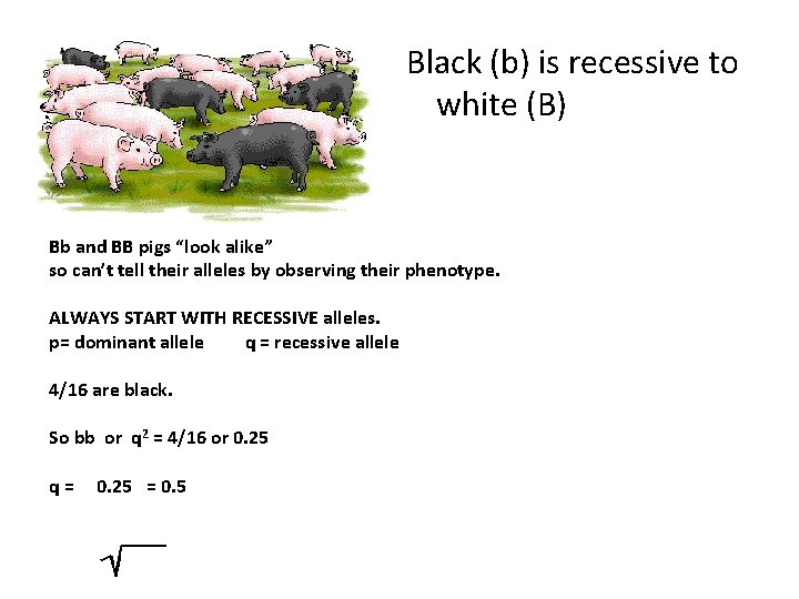 Black (b) is recessive to white (B) Bb and BB pigs “look alike” so