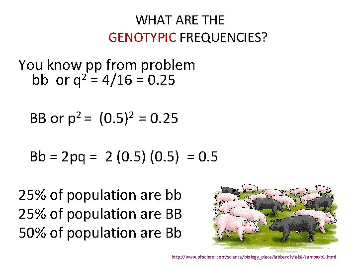 WHAT ARE THE GENOTYPIC FREQUENCIES? You know pp from problem bb or q 2