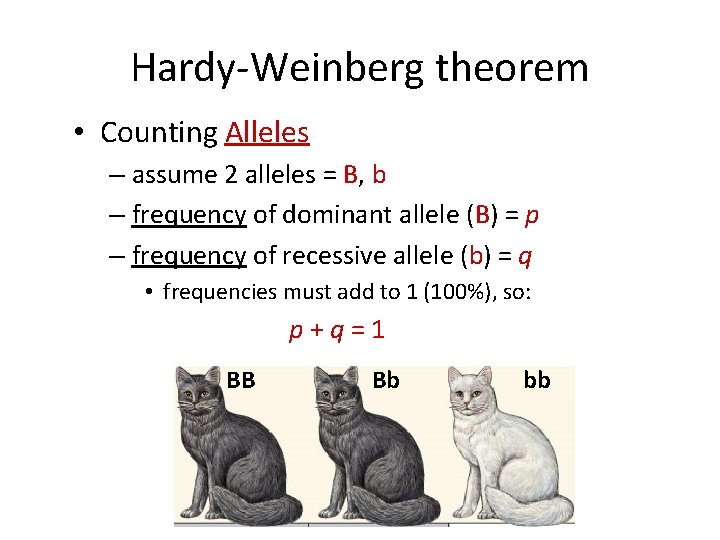 Hardy-Weinberg theorem • Counting Alleles – assume 2 alleles = B, b – frequency