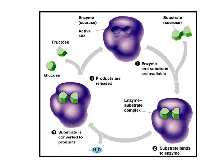 Enzymes pp 51 to 54 Enzymes Biological catalysts