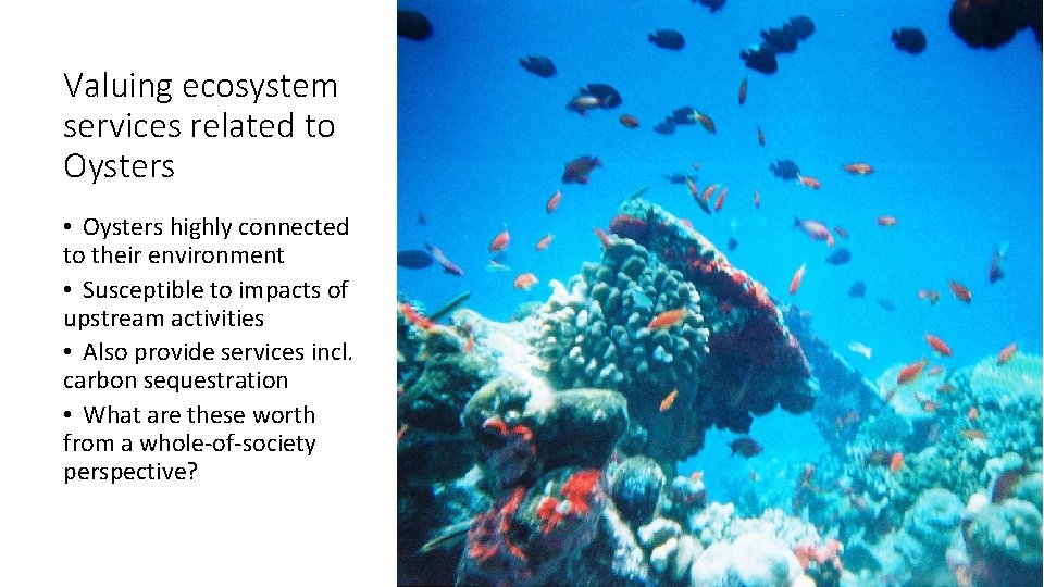 Valuing ecosystem services related to Oysters • Oysters highly connected to their environment • Valuing ecosystem services related to Oysters • Oysters highly connected to their environment •