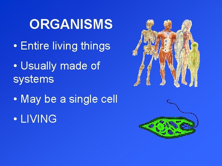ORGANISMS • Entire living things • Usually made of systems • May be a