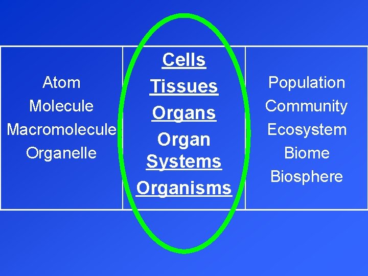 Atom Molecule Macromolecule Organelle Cells Tissues Organ Systems Organisms Population Community Ecosystem Biome Biosphere
