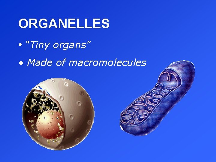 ORGANELLES • “Tiny organs” • Made of macromolecules 
